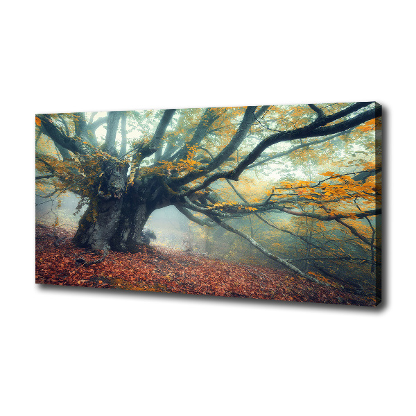 Foto quadro su tela Vecchio albero