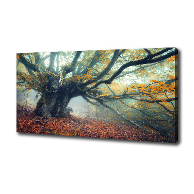 Foto quadro su tela Vecchio albero