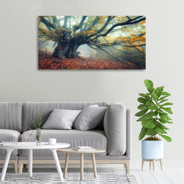 Foto quadro su tela Vecchio albero