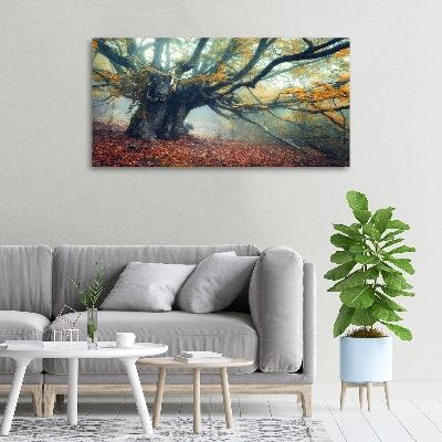 Foto quadro su tela Vecchio albero