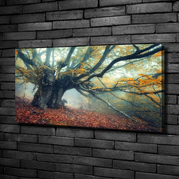 Foto quadro su tela Vecchio albero