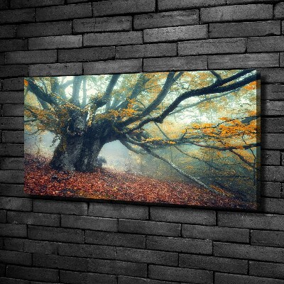 Foto quadro su tela Vecchio albero