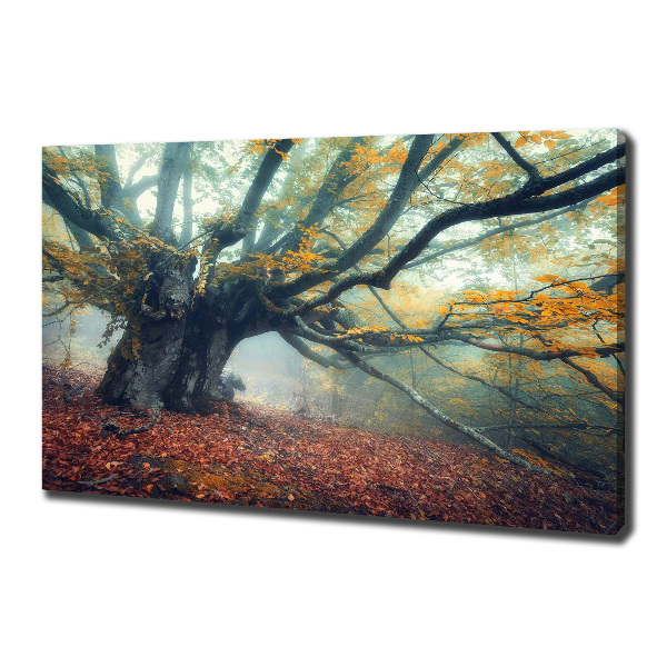 Foto quadro su tela Vecchio albero