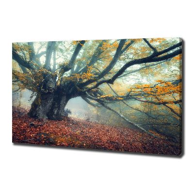 Foto quadro su tela Vecchio albero