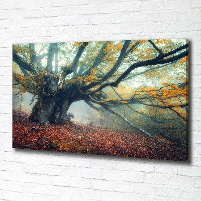 Foto quadro su tela Vecchio albero