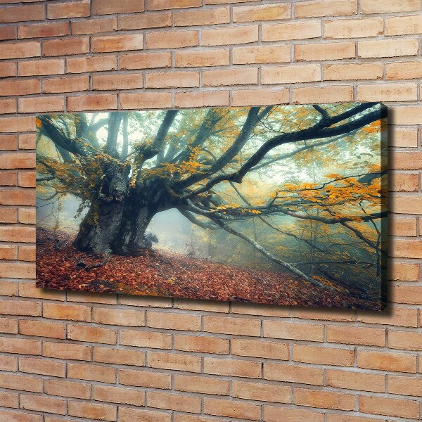 Foto quadro su tela Vecchio albero