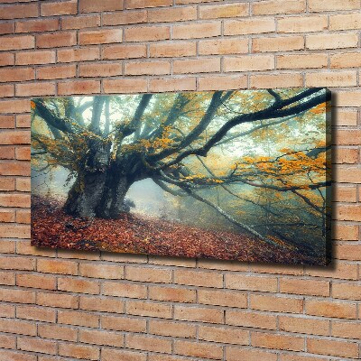 Foto quadro su tela Vecchio albero