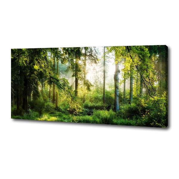 Quadro su tela Foresta baciata dal sole del mattino