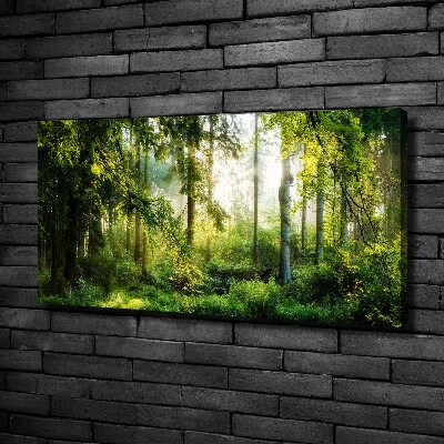 Quadro su tela Foresta baciata dal sole del mattino