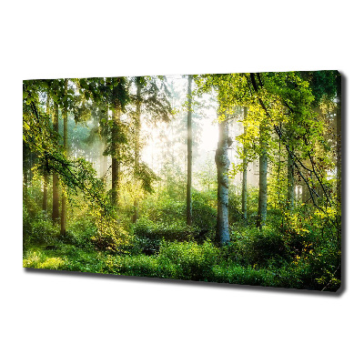 Quadro su tela Foresta baciata dal sole del mattino