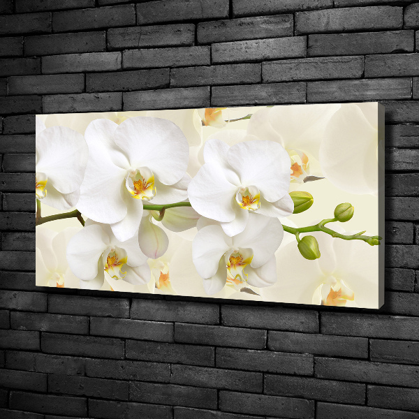 Quadro stampa su tela Orchidea