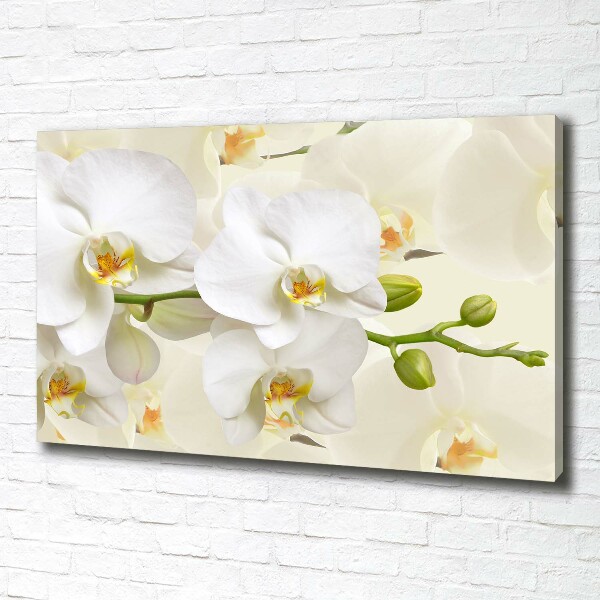 Quadro stampa su tela Orchidea