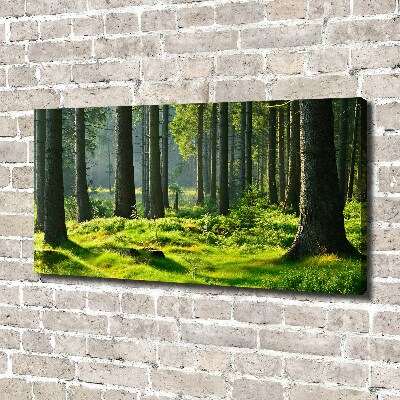 Quadro stampa su tela Foresta di abeti rossi