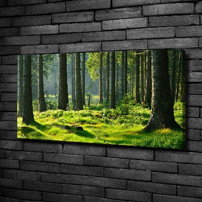 Quadro stampa su tela Foresta di abeti rossi