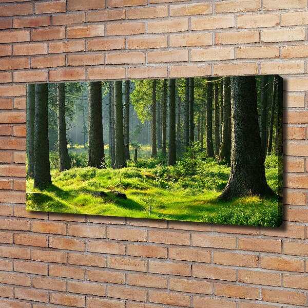 Quadro stampa su tela Foresta di abeti rossi