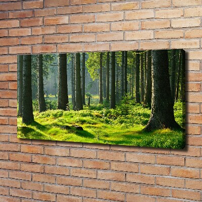 Quadro stampa su tela Foresta di abeti rossi