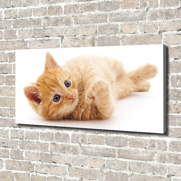 Quadro su tela Gatto rosso