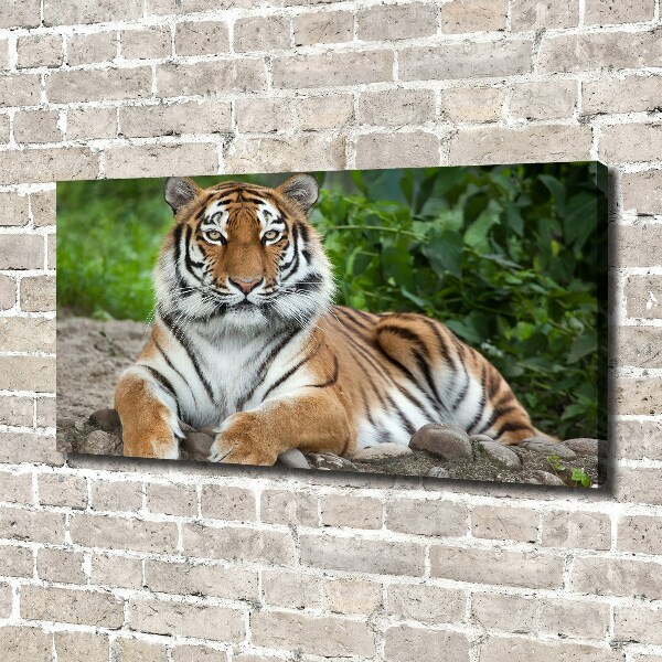 Quadro stampa su tela Tigre siberiana