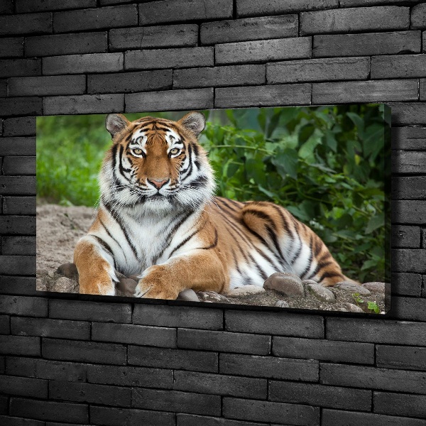 Quadro stampa su tela Tigre siberiana