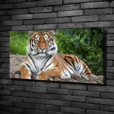 Quadro stampa su tela Tigre siberiana