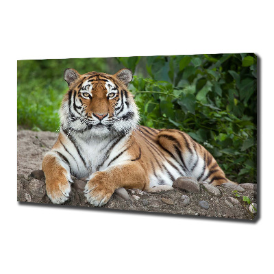 Quadro stampa su tela Tigre siberiana