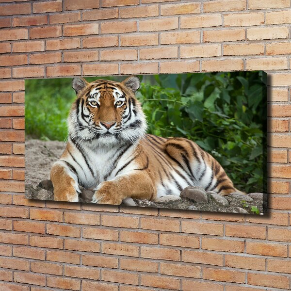 Quadro stampa su tela Tigre siberiana