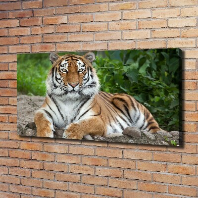 Quadro stampa su tela Tigre siberiana