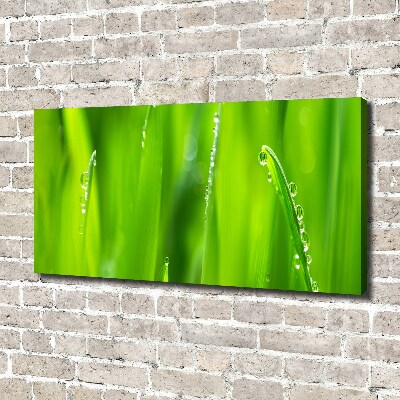 Quadro stampa su tela Avena giovane