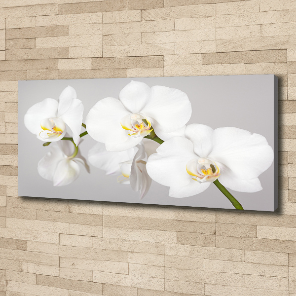 Foto quadro su tela Orchidea
