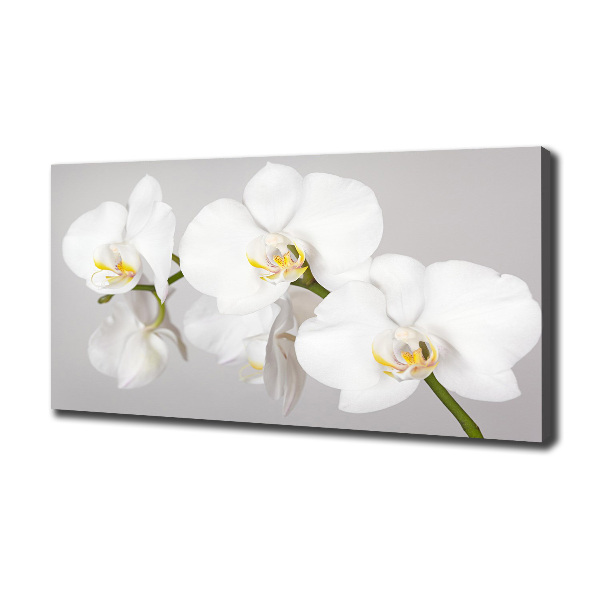 Foto quadro su tela Orchidea