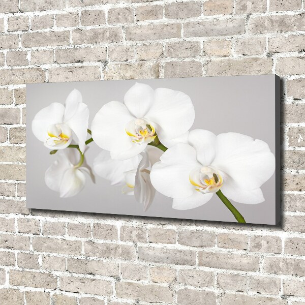 Foto quadro su tela Orchidea