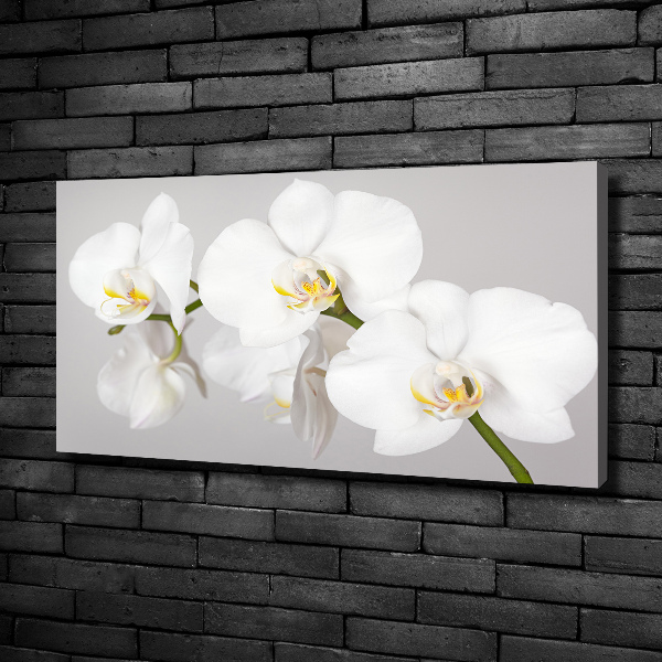 Foto quadro su tela Orchidea