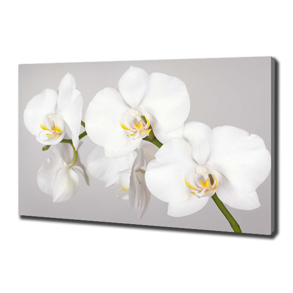 Foto quadro su tela Orchidea