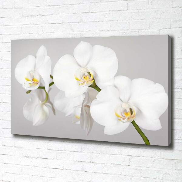 Foto quadro su tela Orchidea