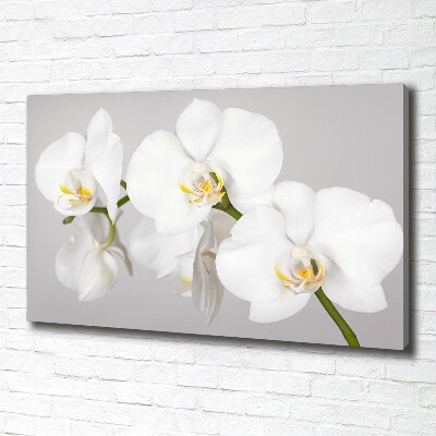 Foto quadro su tela Orchidea