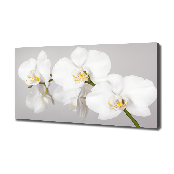 Foto quadro su tela Orchidea