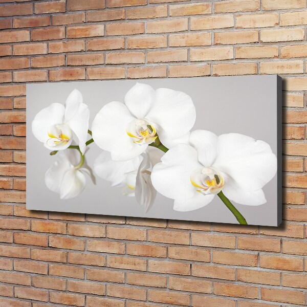 Foto quadro su tela Orchidea