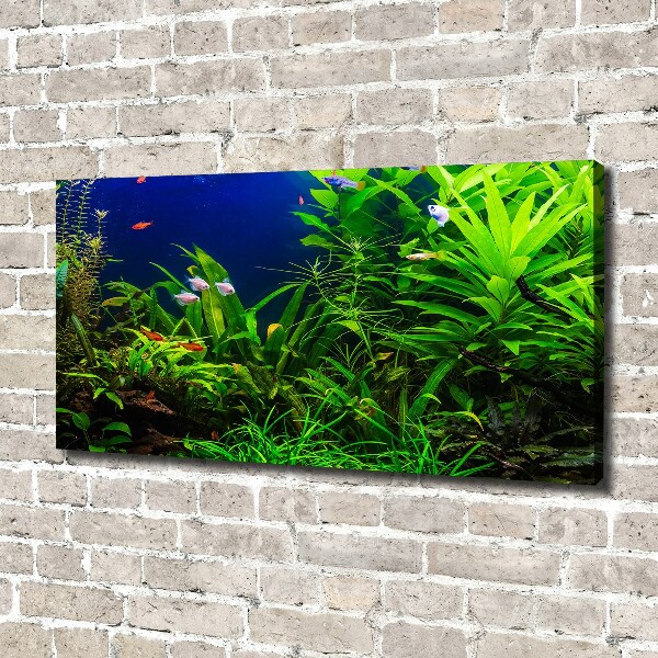 Foto quadro su tela Pesci nell'acquario