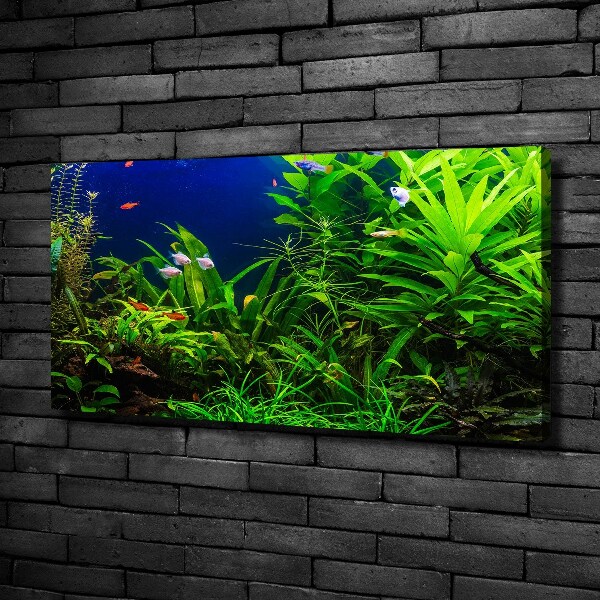 Foto quadro su tela Pesci nell'acquario