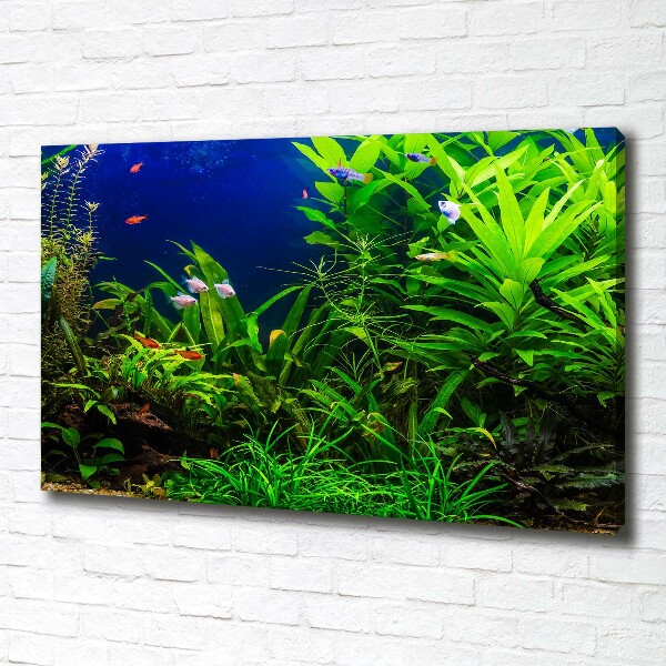 Foto quadro su tela Pesci nell'acquario