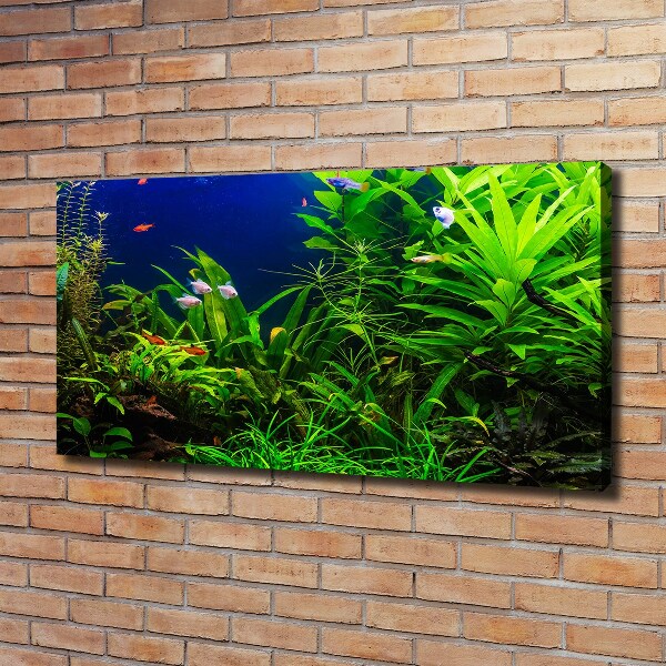 Foto quadro su tela Pesci nell'acquario
