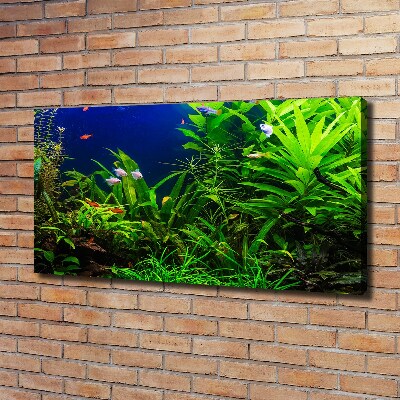 Foto quadro su tela Pesci nell'acquario