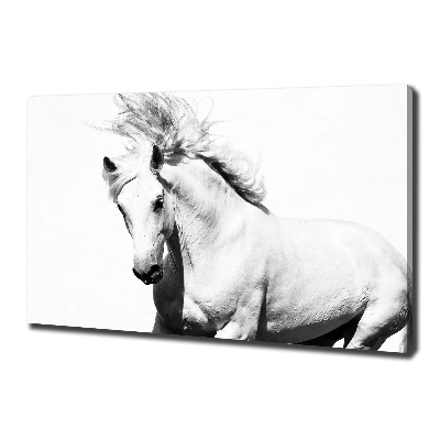 Quadro su tela Cavallo bianco