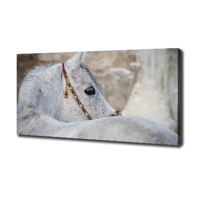 Foto quadro su tela Cavallo arabo bianco