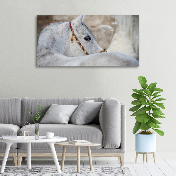 Foto quadro su tela Cavallo arabo bianco
