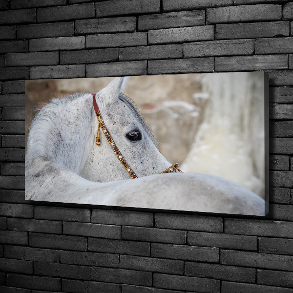 Foto quadro su tela Cavallo arabo bianco