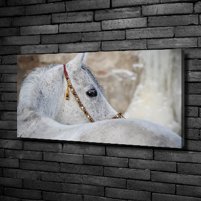 Foto quadro su tela Cavallo arabo bianco