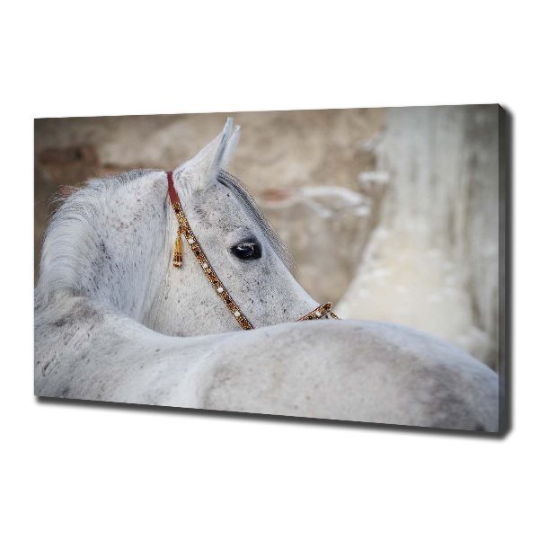 Foto quadro su tela Cavallo arabo bianco