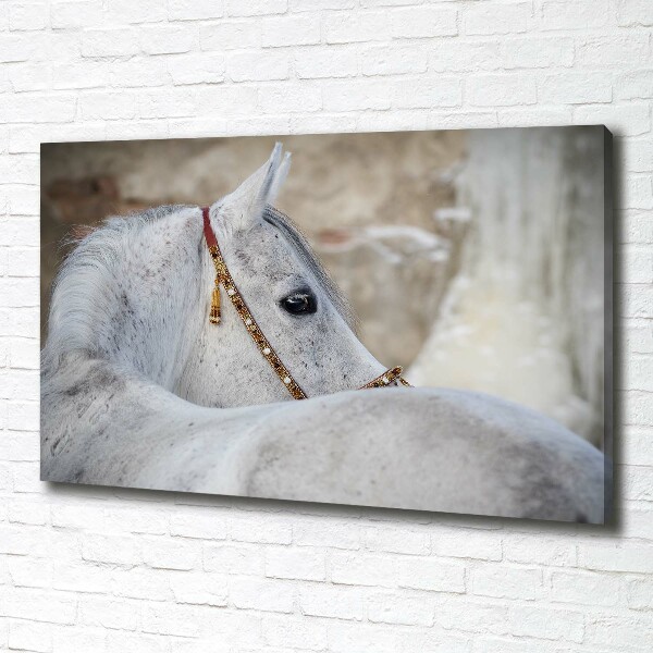 Foto quadro su tela Cavallo arabo bianco