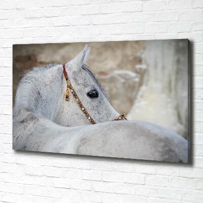 Foto quadro su tela Cavallo arabo bianco